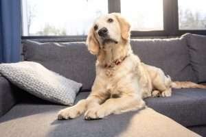 A golden retriever dog is lying on a gray sofa with a knitted pillow, looking upwards, in a room lit by natural sunlight from large windows.
