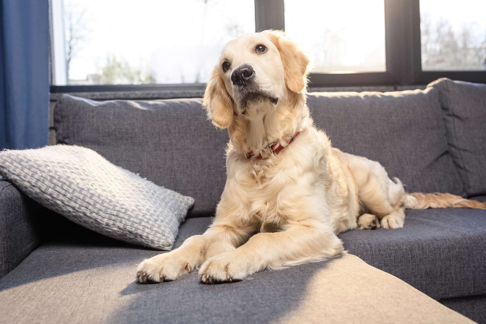 A golden retriever dog is lying on a gray sofa with a knitted pillow, looking upwards, in a room lit by natural sunlight from large windows.